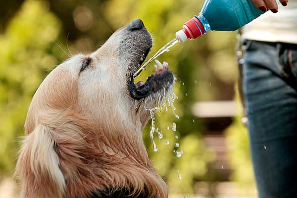 How Long Can My Dog Go Without Water