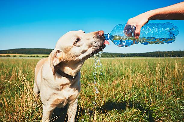 dog is dehydrated