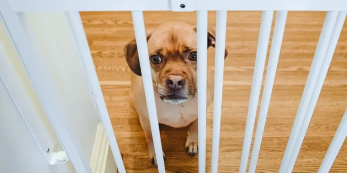 Top Reasons To Install Dog Gates