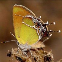 Xami hairstreak