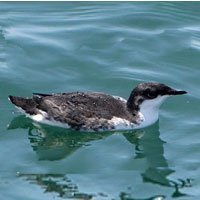 Xantus’ Murrelet