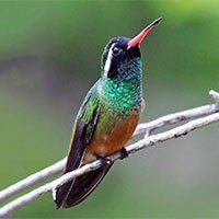 4. Xantus's Hummingbird