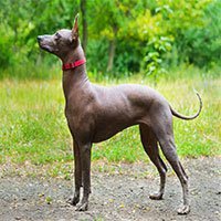 Xoloitzcuintli