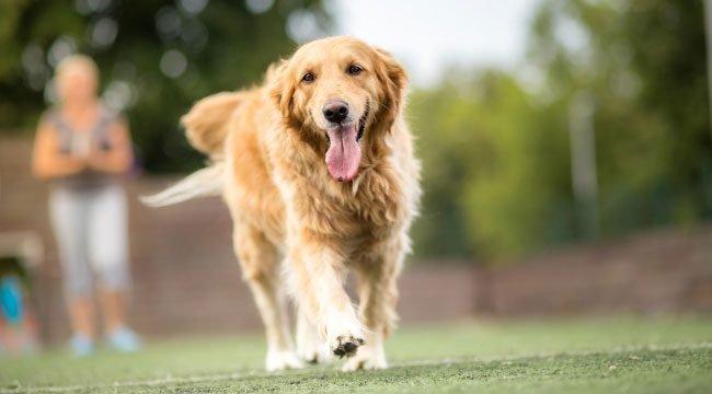  About Golden Retrievers