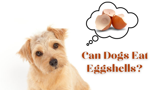 Can Dogs Eat Eggshells?