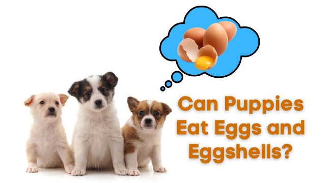 Can Puppies Eat Eggs and Eggshells