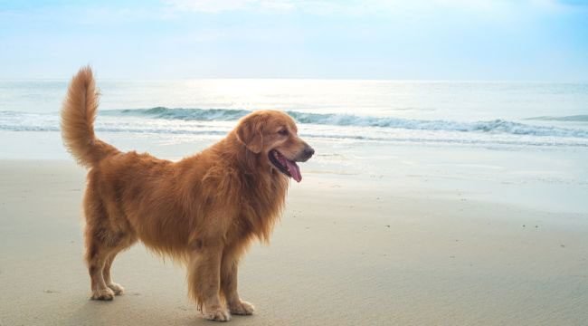 Golden Retrievers Appearance