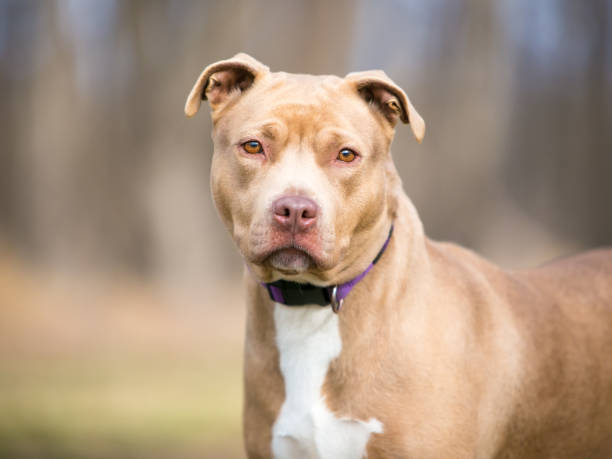 Pit Bull Dog Breeds