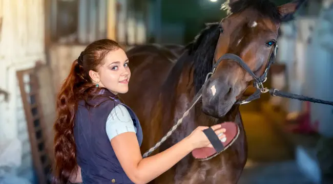 Horse Grooming