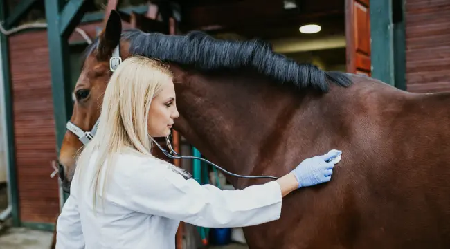 Safeguarding Your Horse's Health