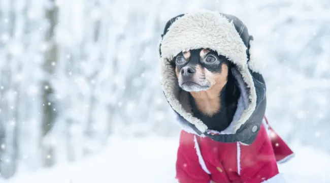 Does My Dog Need a Winter Coat