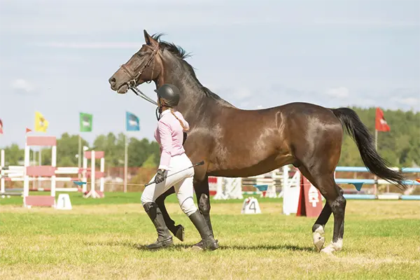 horse exercise