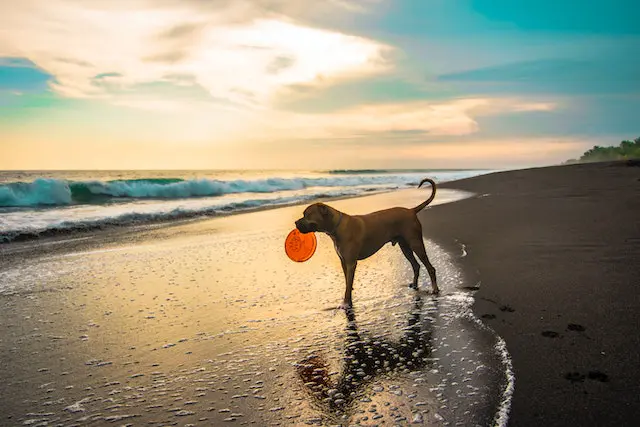 Dog Owner's Guide to Top 6 Neighbourhoods in Miami