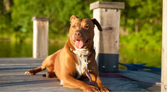 Pitbull-dog-breed