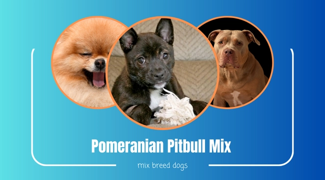 Pitbull Pomeranian Mix