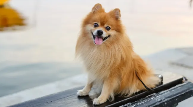Pomeranian-dog-breed