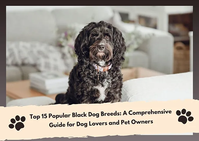 Popular Black Dog Breeds