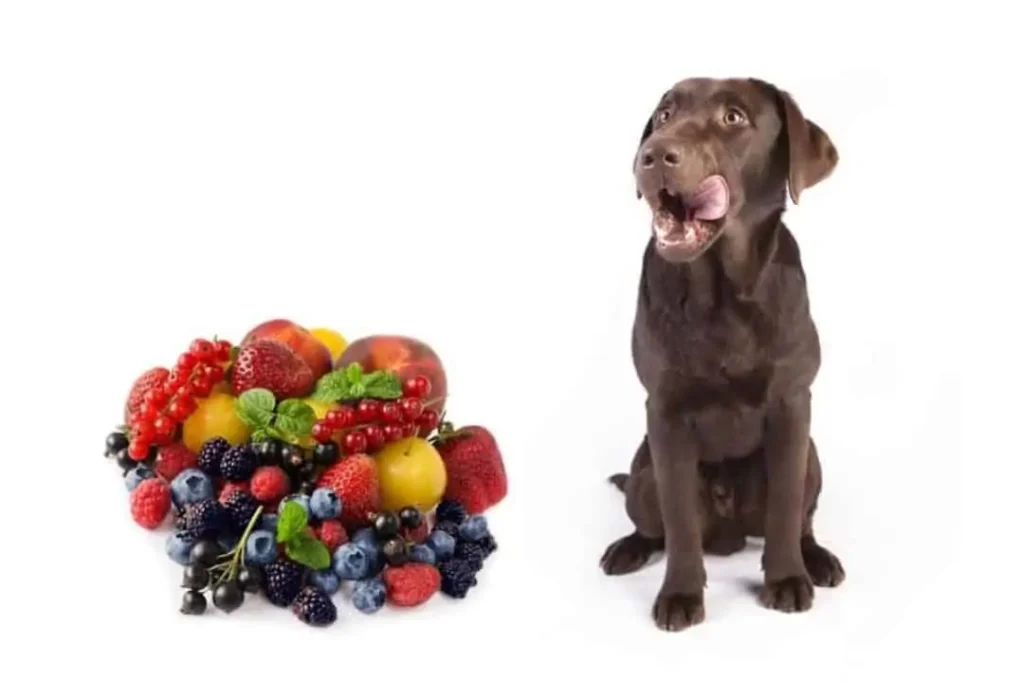 Fruit for Dogs