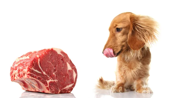 Why Dogs Can Handle Raw Meat