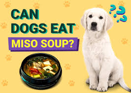 Can dogs eat miso soup