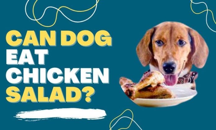 Can Dogs Eat Chicken Salad