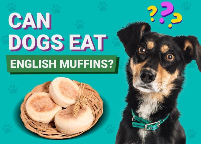 Can Dogs Eat English Muffins