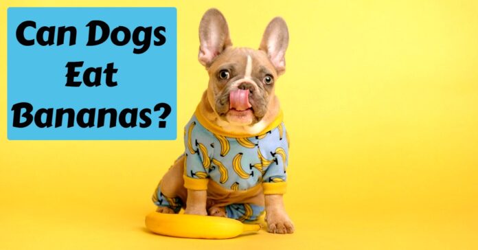 Can Dogs Eat Bananas?