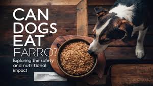 Can Dogs Eat Farro?