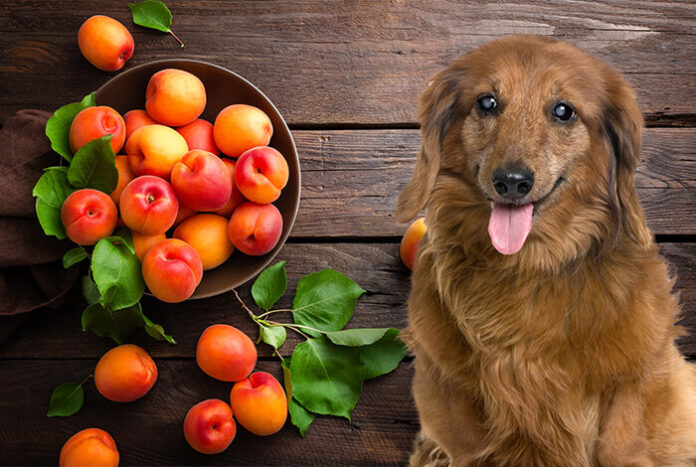 Can Dogs Eat Apricots