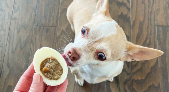 Can Dogs Eat Deviled Eggs