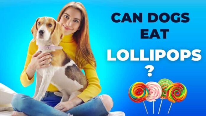 Can Dogs Eat Lollipops