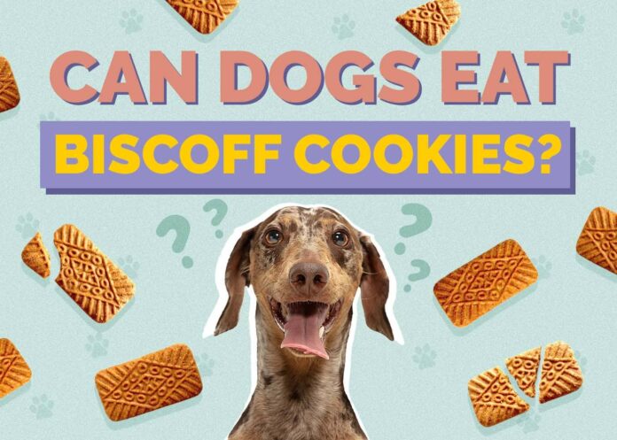 Can Dogs Eat Biscoff Cookies?