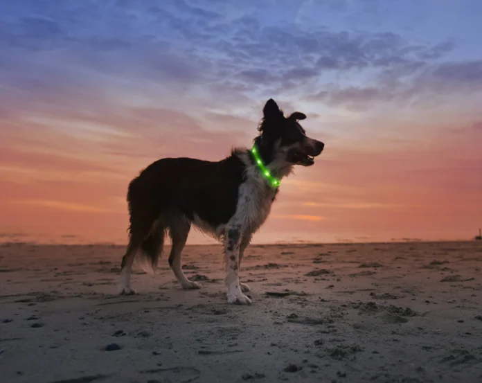 Dog Collar with LED Light