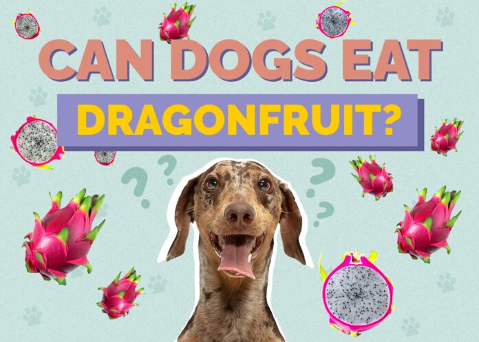 Can Dogs Eat Dragon Fruit?