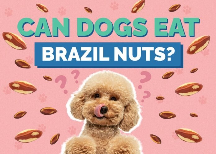 Can dogs eat Brazil nuts